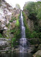 20080418175651-firbia.jpg